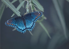 Djur Butterfly – kvalitetsprodukt för ett vackrare och mer hållbart hem