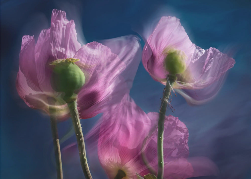 Poppies by the wayside