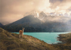 Djur Alpaca at Torres del Paine II – kvalitetsprodukt för ett vackrare och mer hållbart hem