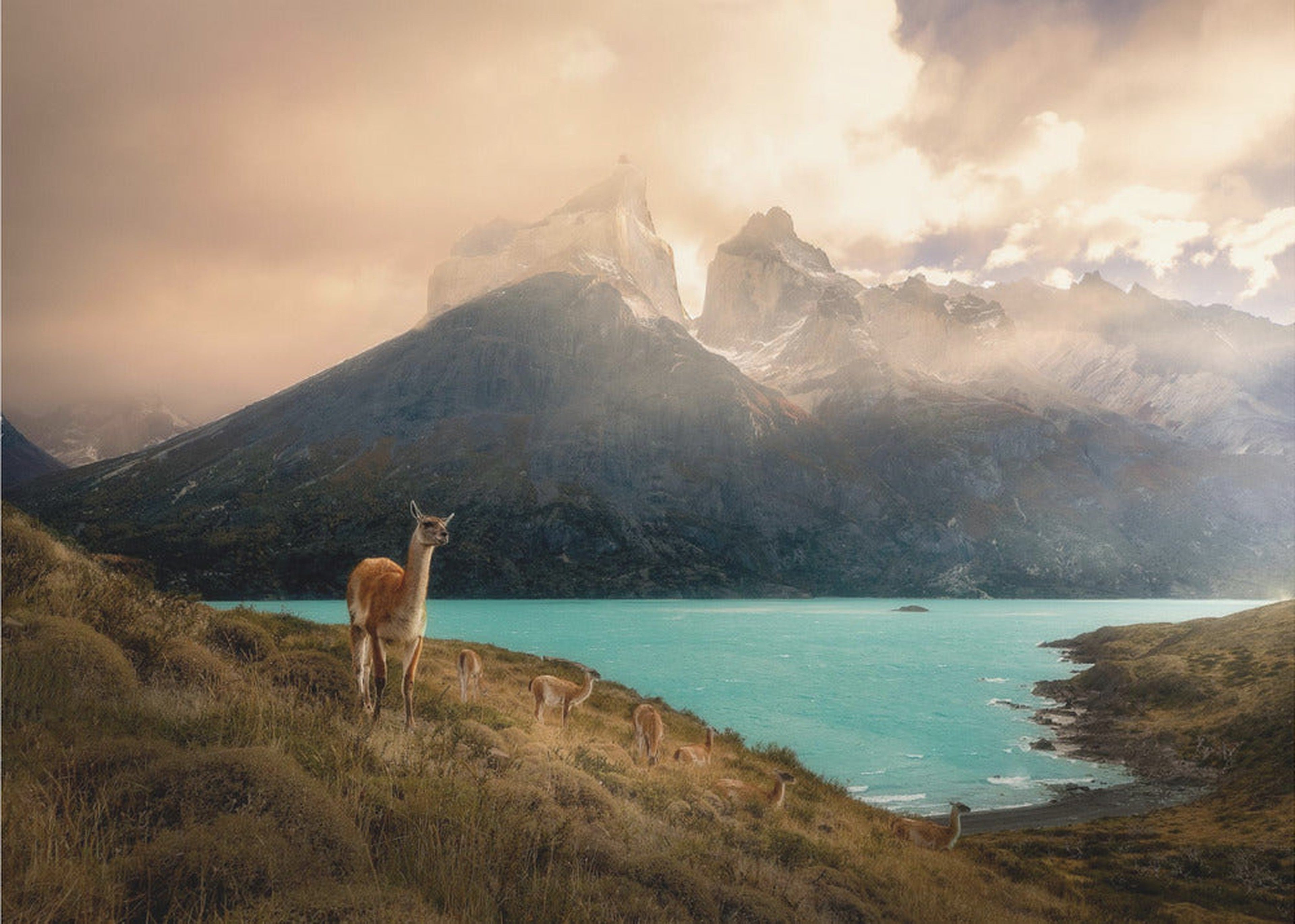 Alpaca at Torres del Paine II