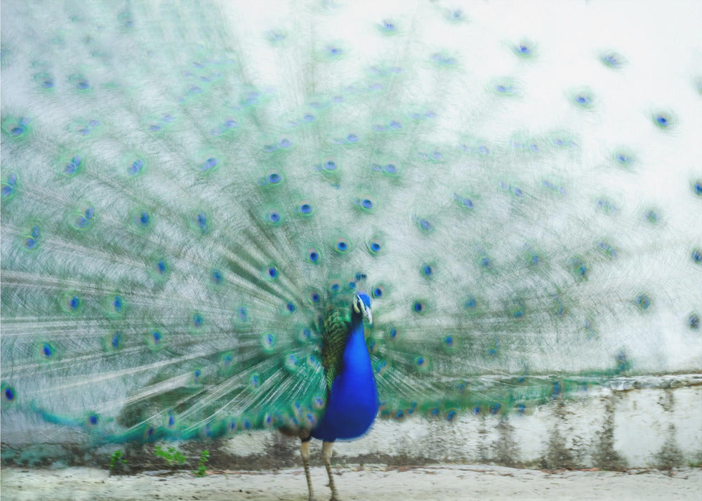 Peacock