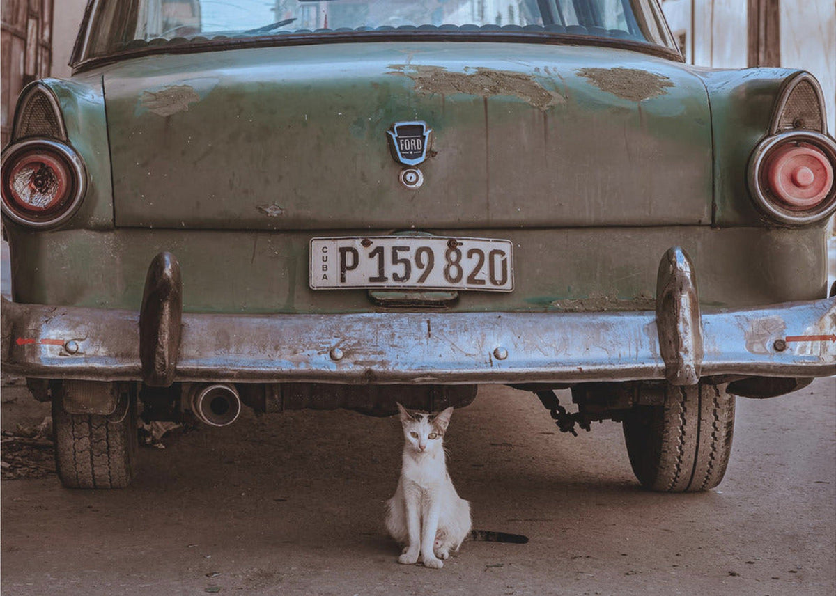 Cubansk katt med bil