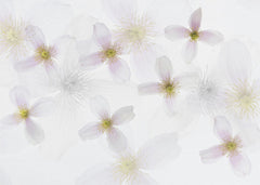 Blommor Clematis Art – kvalitetsprodukt för ett vackrare och mer hållbart hem