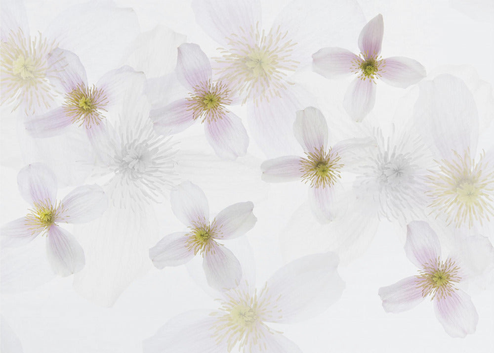 Clematis kunst