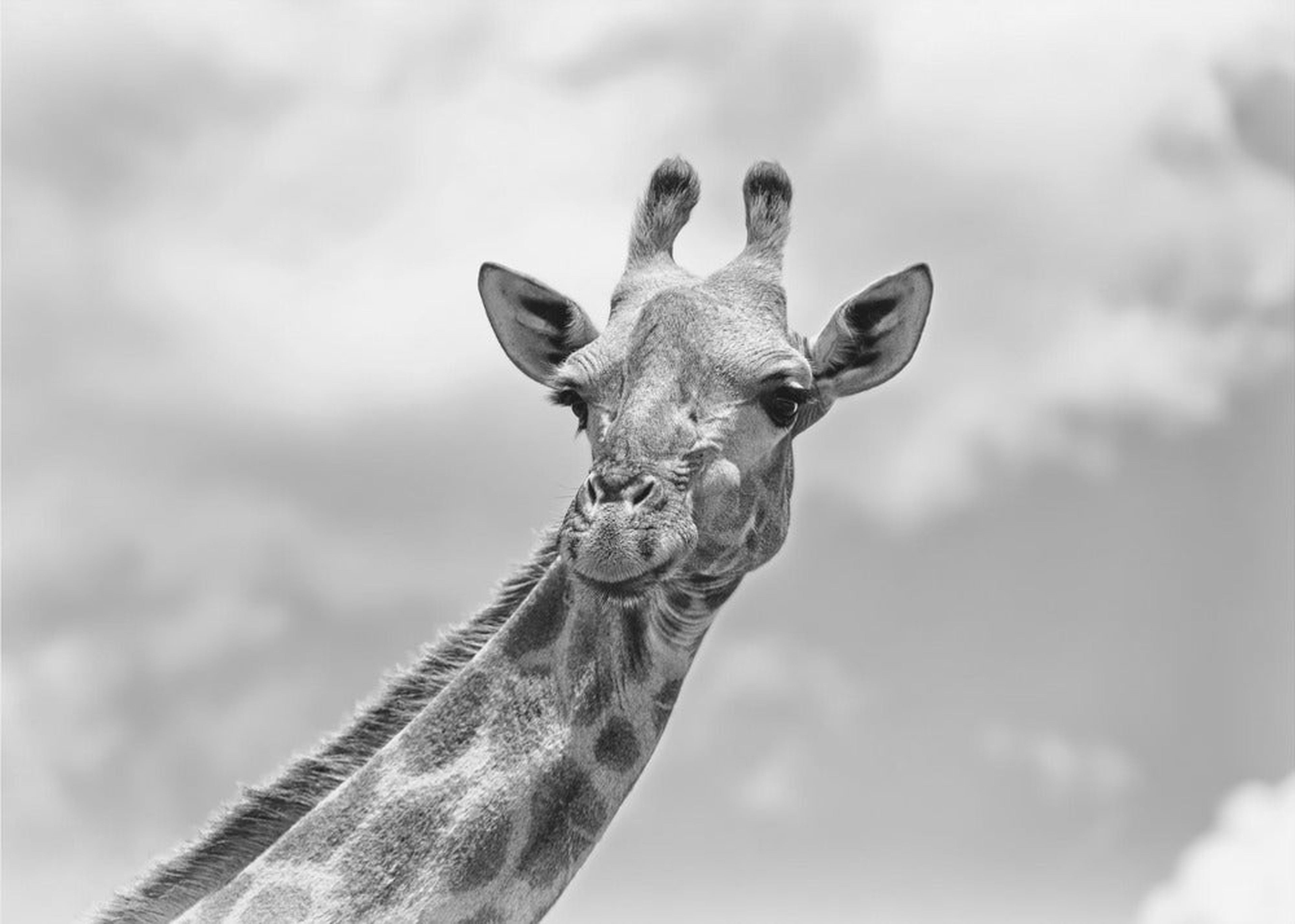 The giraffe - Wildlife V