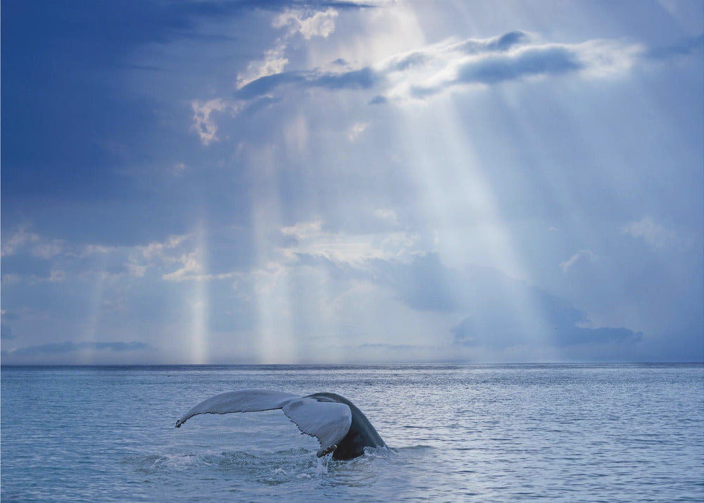 Whale and sunbeams