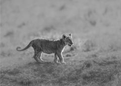 Djur MORNING CAT – kvalitetsprodukt för ett vackrare och mer hållbart hem