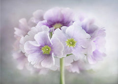 Primula