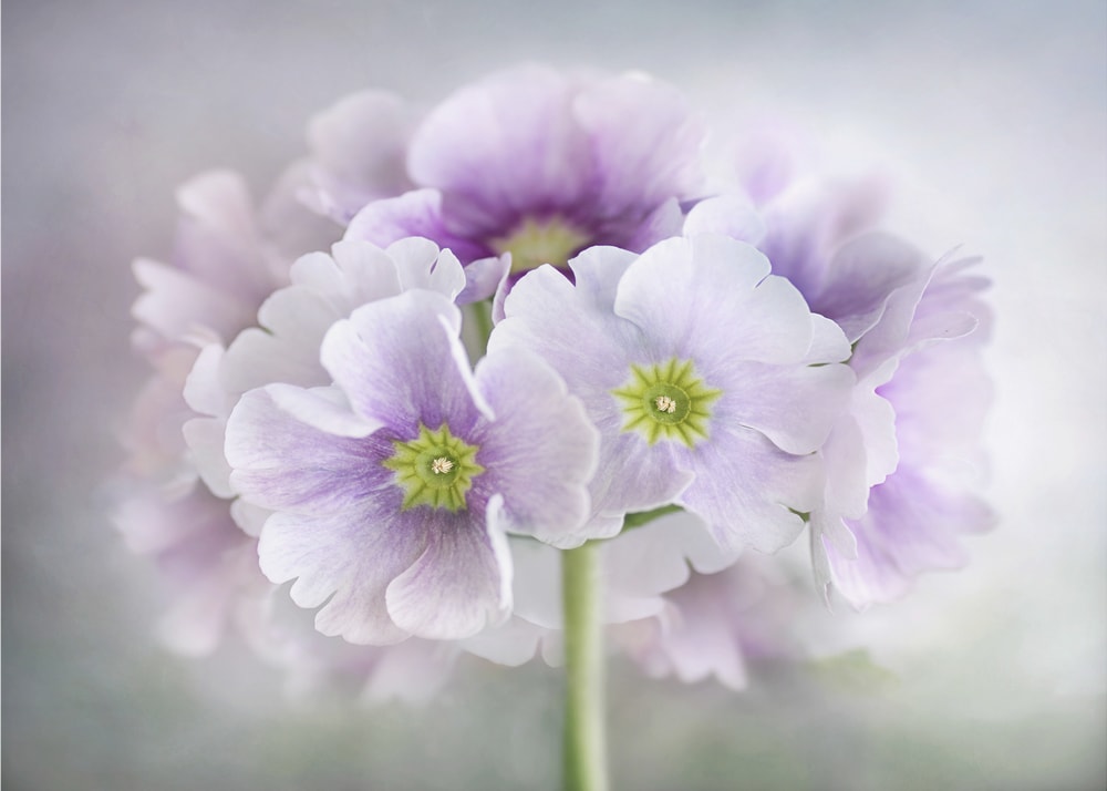 Primula