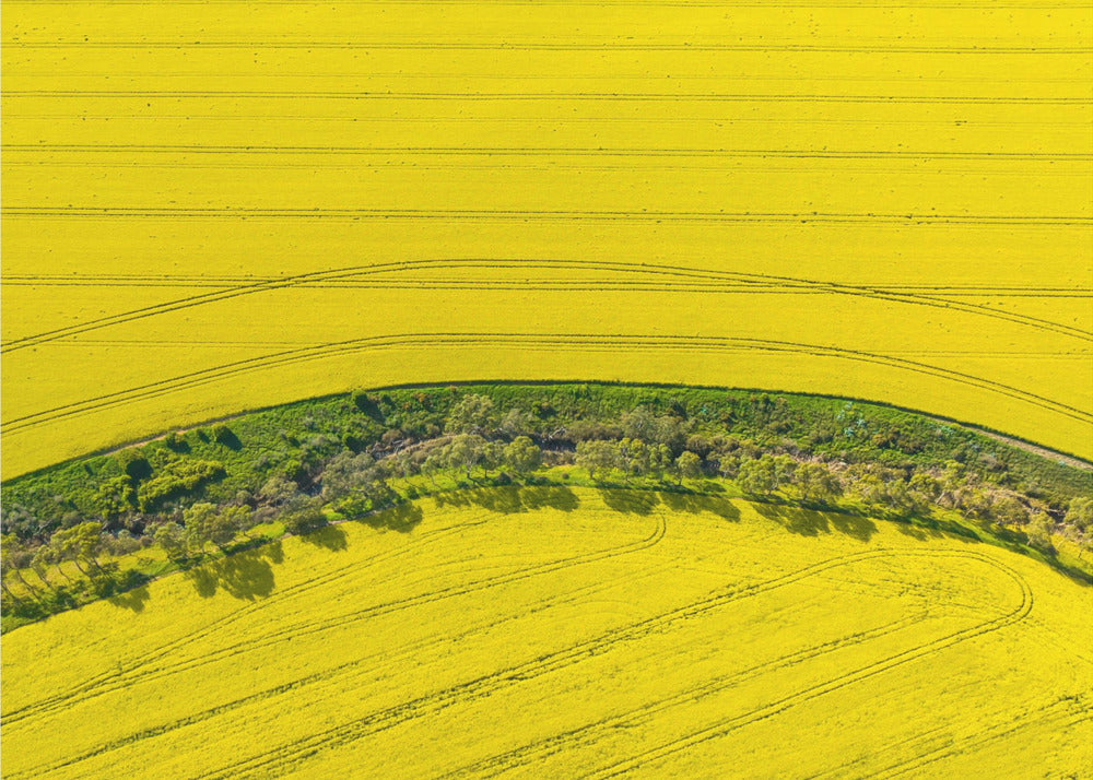 Canola Flowers In Full Bloom