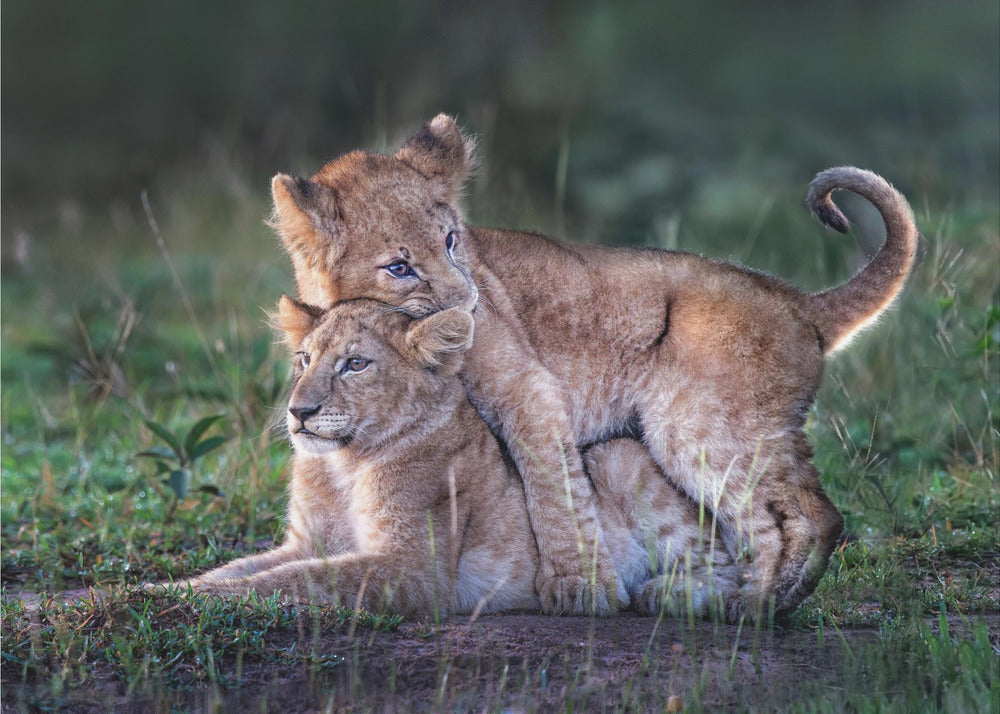 Playful lion cubs