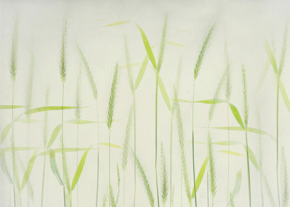 Myke maisstengler