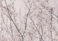 Blommor Spring blossoms - Vårens första – kvalitetsprodukt för ett vackrare och mer hållbart hem