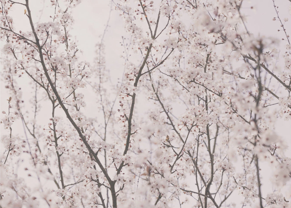 Vårens første blomster