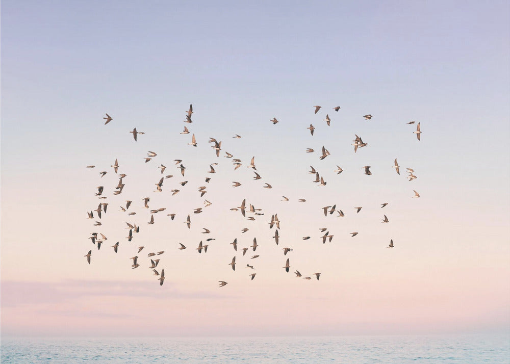 Sunset Flight