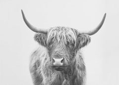 Djur Highland Bull – kvalitetsprodukt för ett vackrare och mer hållbart hem