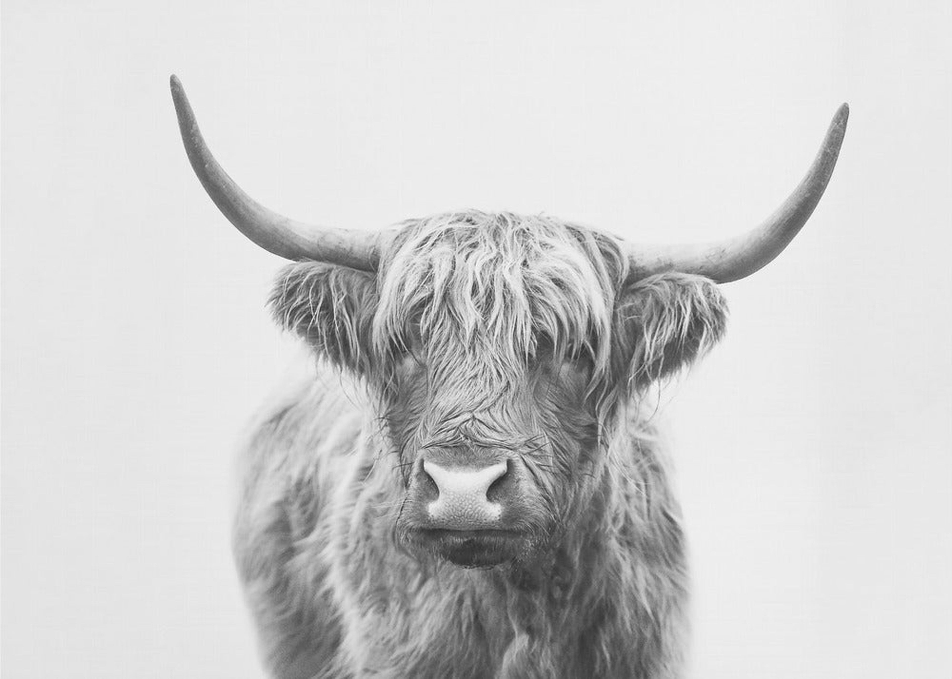 Highland Bull