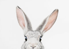 Djur Peeking Bunny – kvalitetsprodukt för ett vackrare och mer hållbart hem