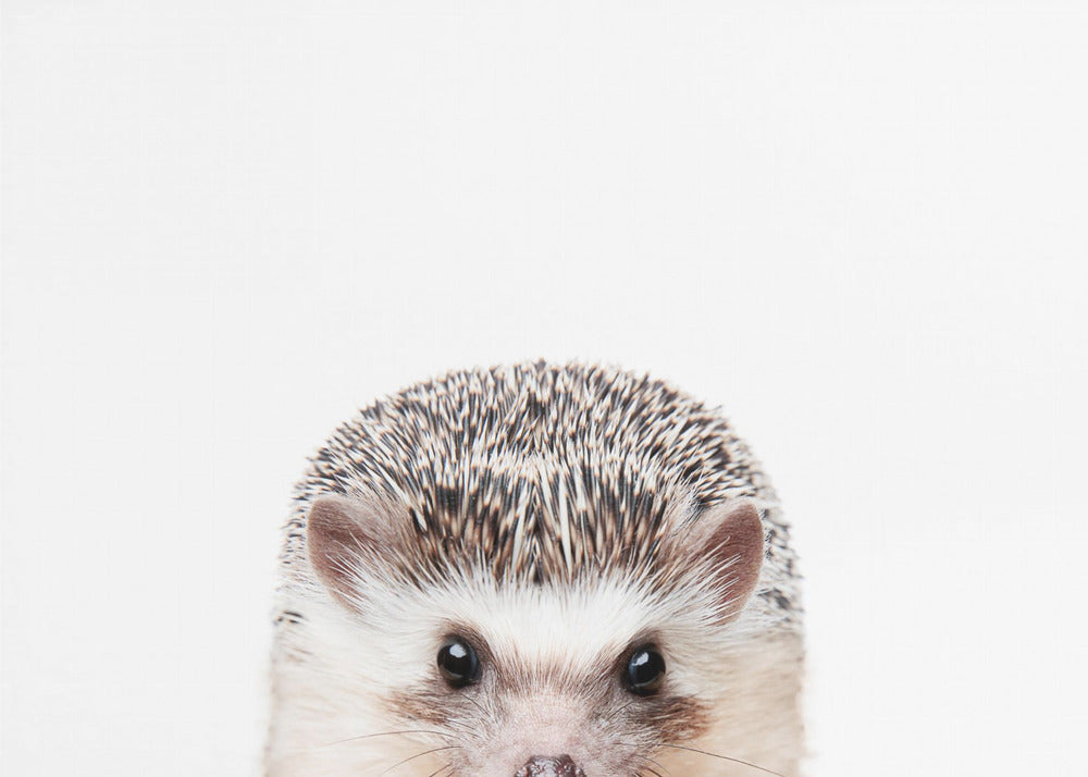 Peeking Hedgehog