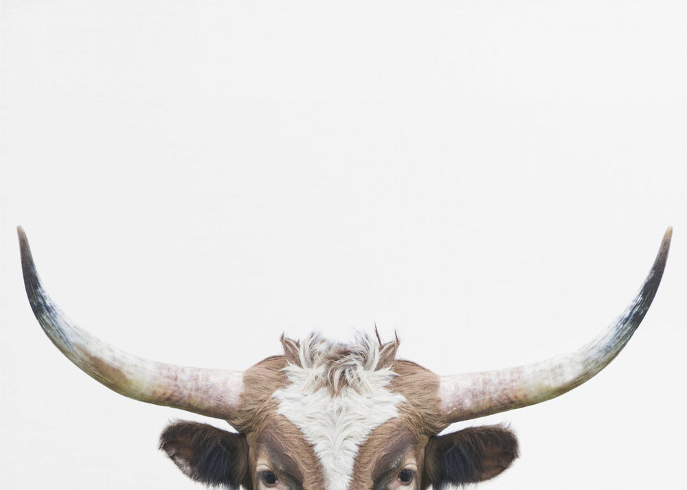 Peeking Longhorn Cow