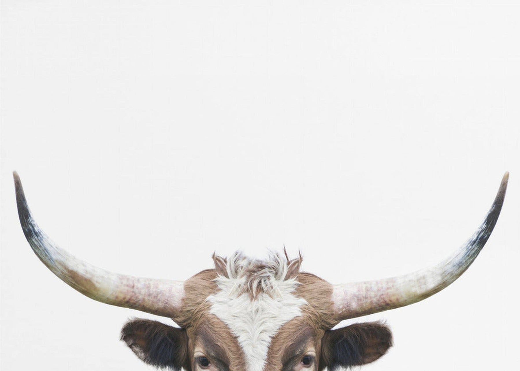 Kikkende longhorn-ku