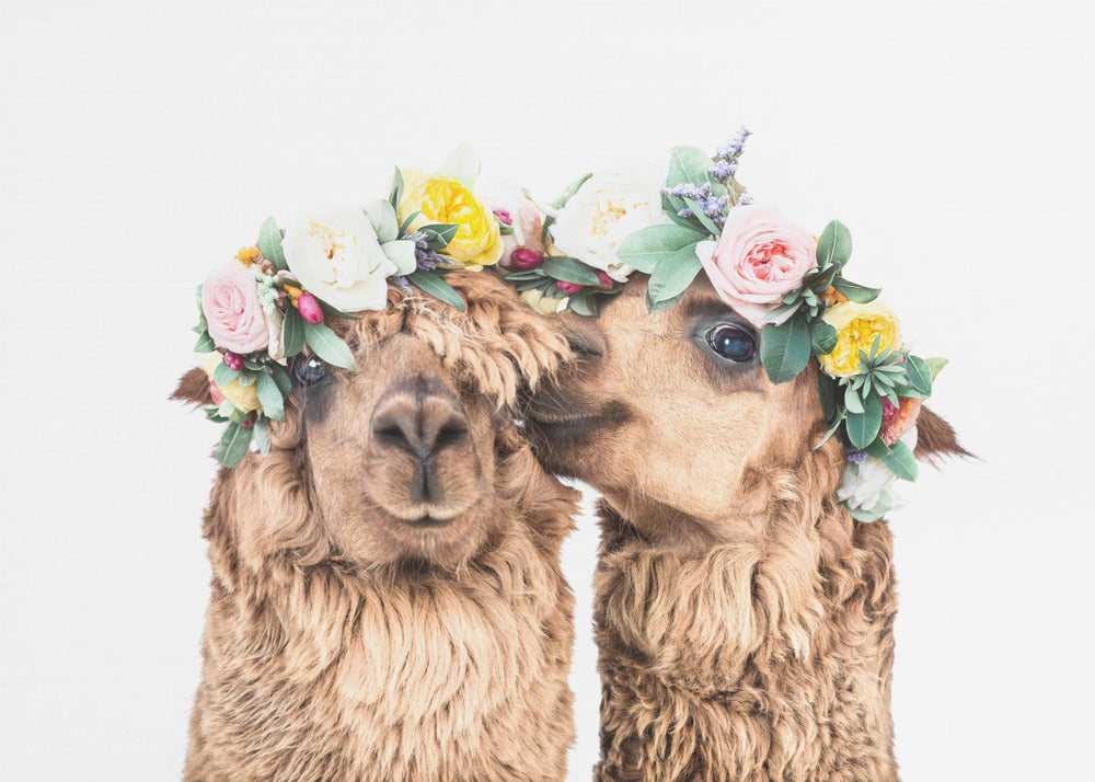 Boho Alpakka