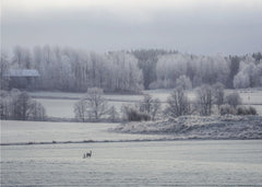 Deer in Frosted Landscape
