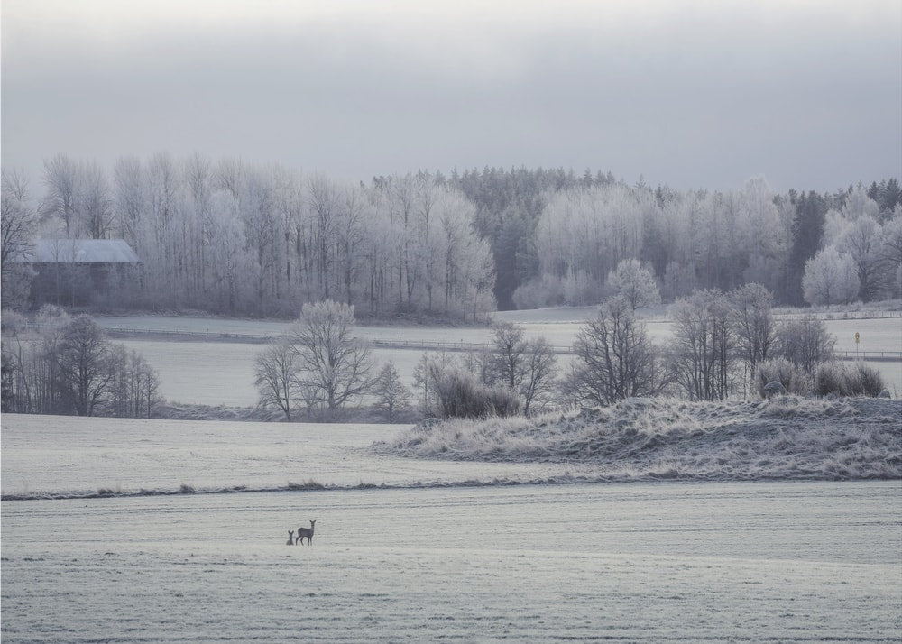 Deer in Frosted Landscape