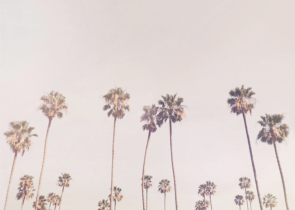 Sunny Cali Palm Trees