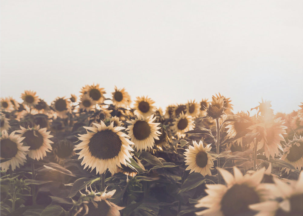 Sunflowers
