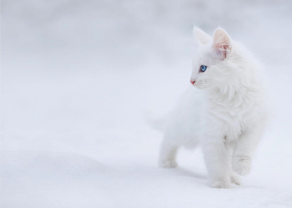 Hvit som Snø