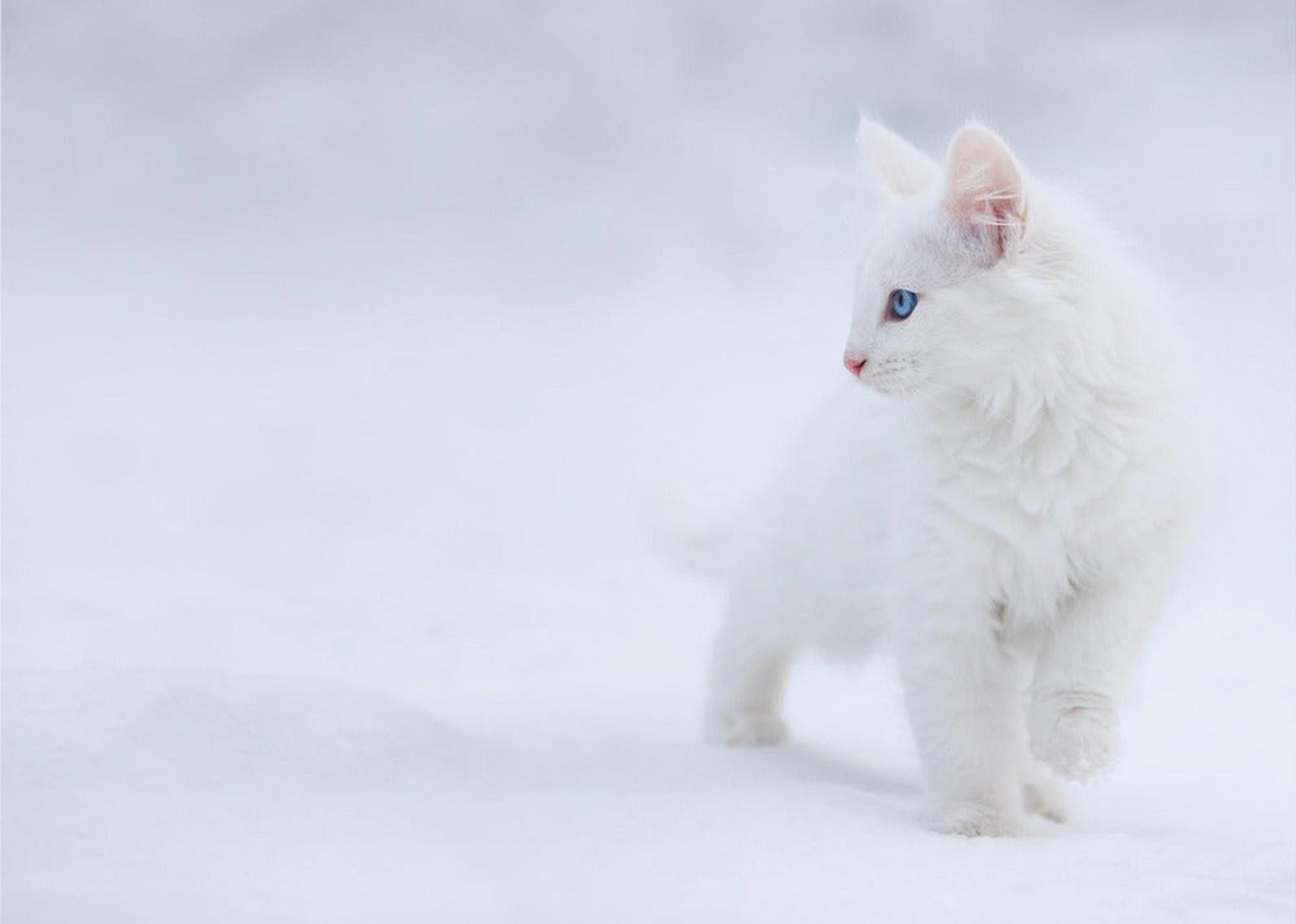 White as Snow