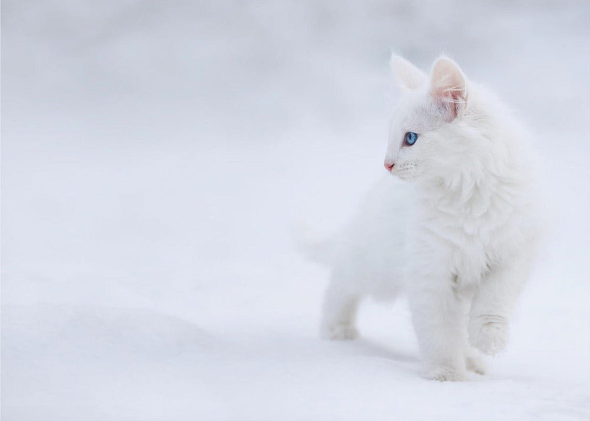 White as Snow