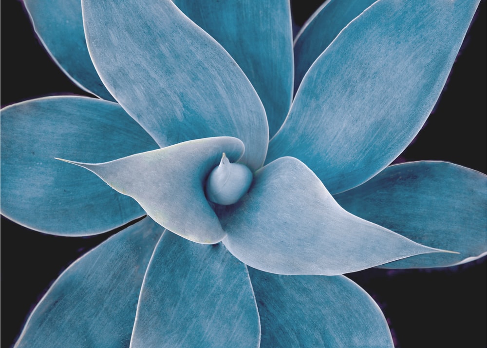 Calm Blue Succulent