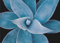 Calm Blue Succulent