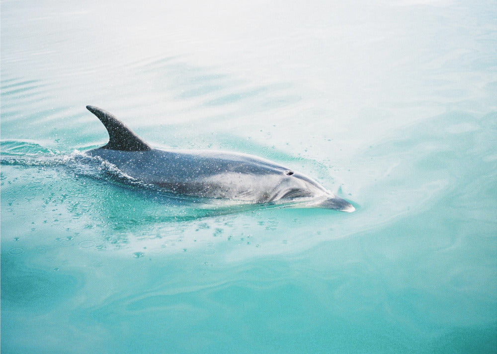 Dolphin N.Z. Northern