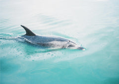 Sommar Dolphin NZ Northern – kvalitetsprodukt för ett vackrare och mer hållbart hem