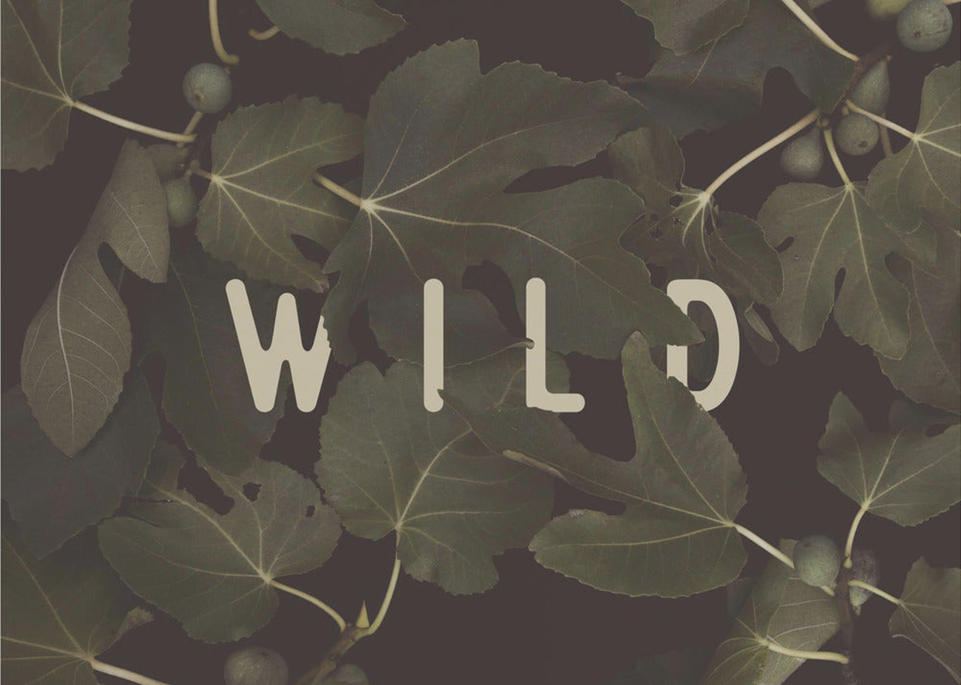 Wild Nº1