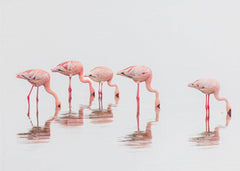 Djur Flamingos in the mist – kvalitetsprodukt för ett vackrare och mer hållbart hem