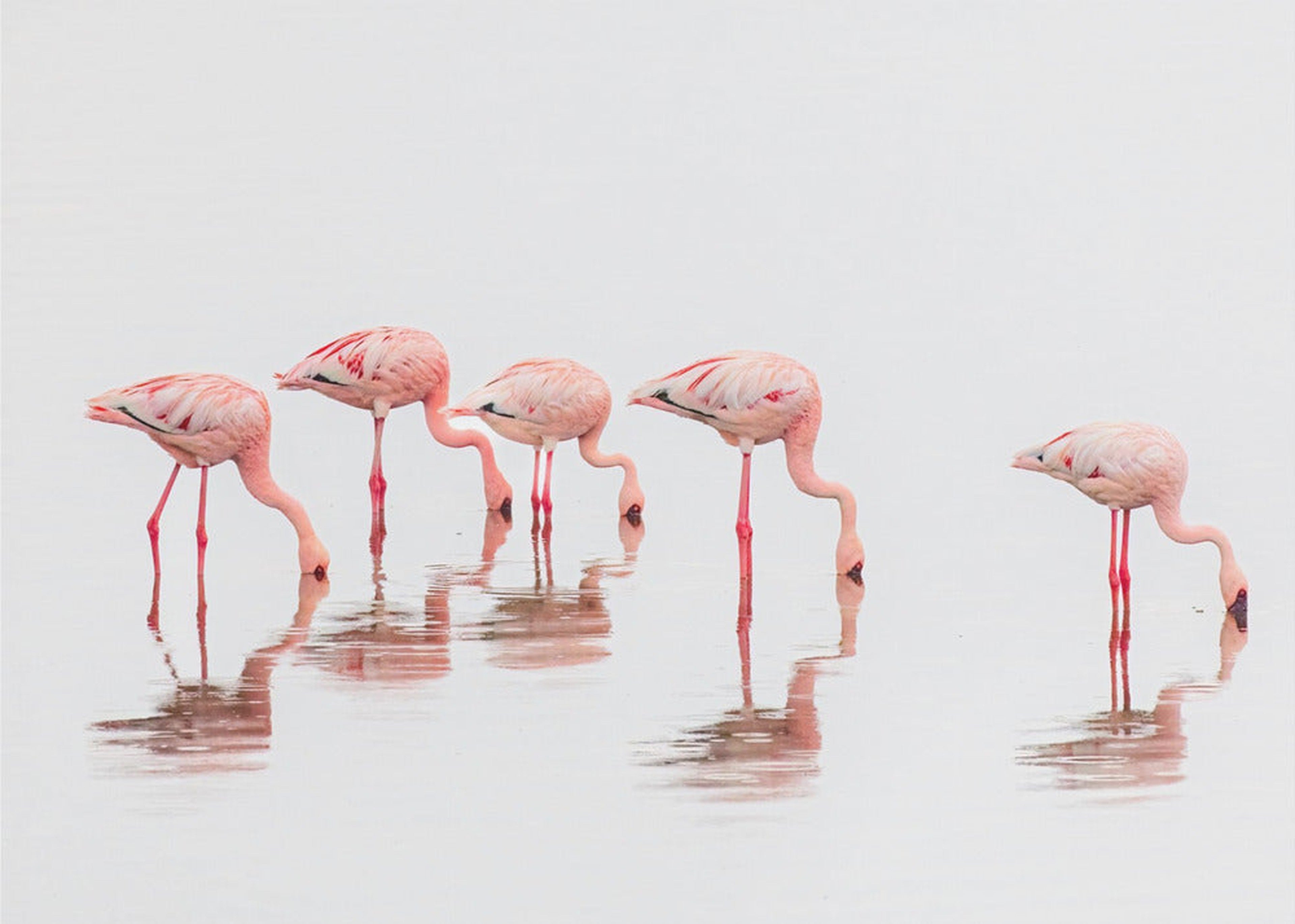 Flamingos in the mist