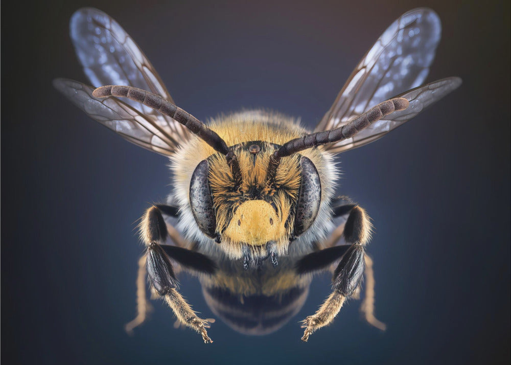 WildBee