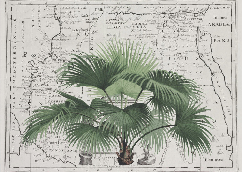 Tropical Empire No3