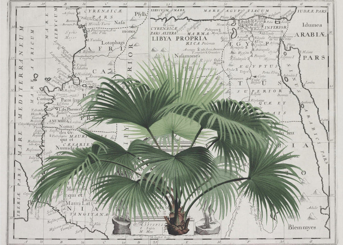 Tropical Empire No3