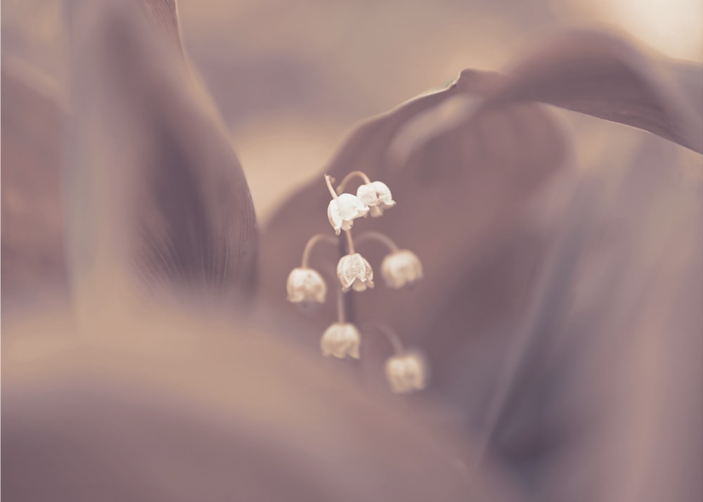 Dreamy Lily of the Valley