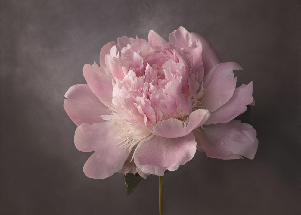 Elegant Pink Peony