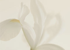 Blommor White Iris Flower Close Up – kvalitetsprodukt för ett vackrare och mer hållbart hem