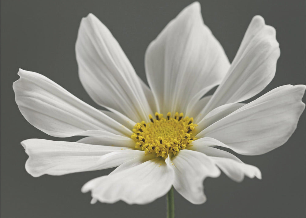 Cosmos Flower