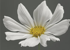 Blommor Cosmos Flower – kvalitetsprodukt för ett vackrare och mer hållbart hem