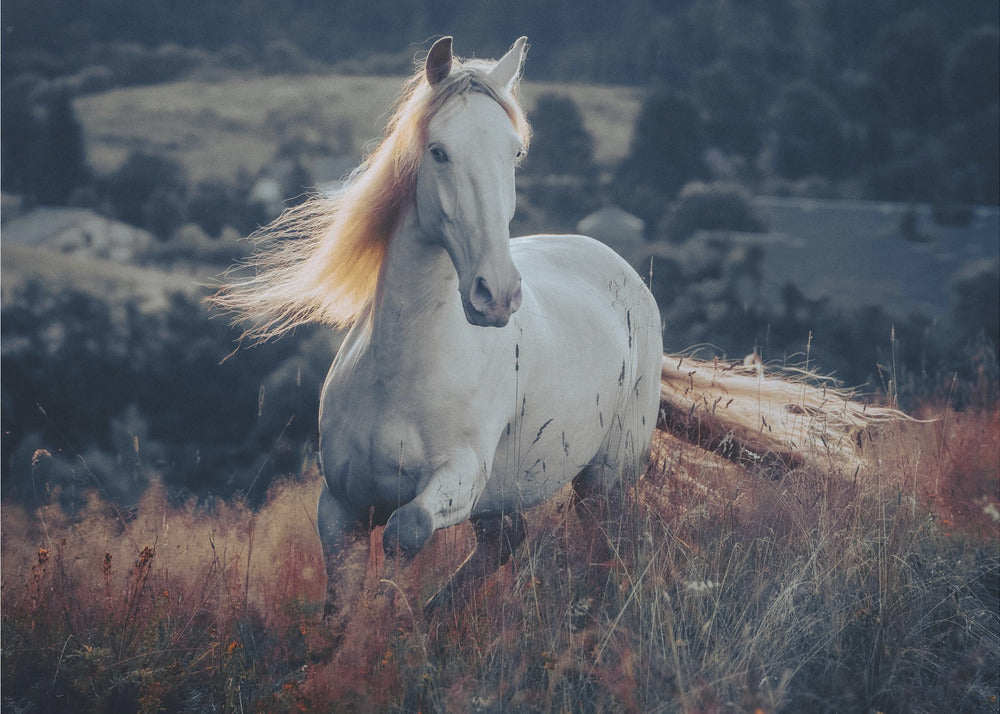 A short story about sunrise - Hvit hest i soloppgang tapet