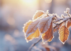 Landskap Winter Impressions No 10 – kvalitetsprodukt för ett vackrare och mer hållbart hem